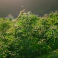 Cannabis plants