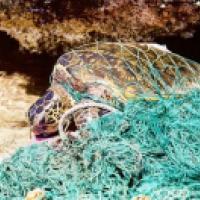Entangled turtle in net NOAA photo